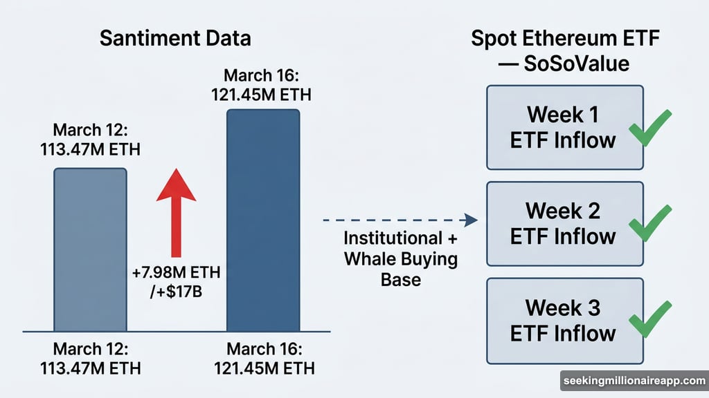 Whale holdings jumped 7.98 million ETH as spot Ethereum ETF inflows grow