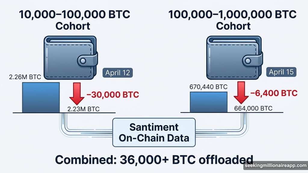 Bitcoin whale cohorts offload over 36,000 BTC tracked by Santiment on-chain data